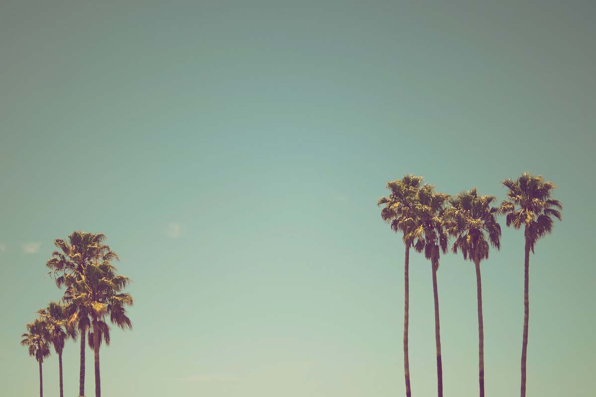 tree row of palm trees summer